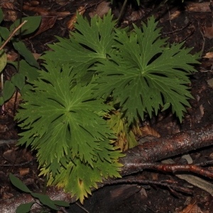 Photographie n°271266 du taxon Aconitum lycoctonum L.