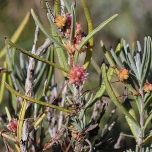 Photographie n°271274 du taxon Cuscuta planiflora Ten.