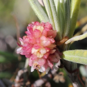 Photographie n°271276 du taxon Cuscuta planiflora Ten.