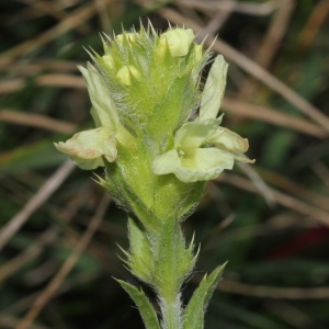 Photographie n°271280 du taxon Sideritis hyssopifolia L. [1753]