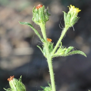 Photographie n°271342 du taxon Dittrichia graveolens (L.) Greuter