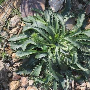 Photographie n°271347 du taxon Anarrhinum bellidifolium (L.) Willd.