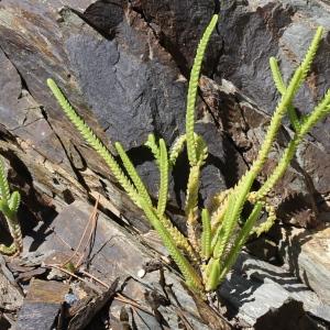 Photographie n°271354 du taxon Crassula muscosa L.