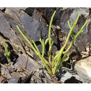 Crassula muscosa L. (Chaîne-de-montre)