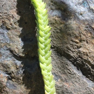 Photographie n°271359 du taxon Crassula muscosa L.