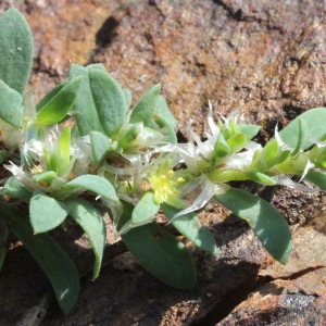 Photographie n°271361 du taxon Paronychia polygonifolia (Vill.) DC. [1805]