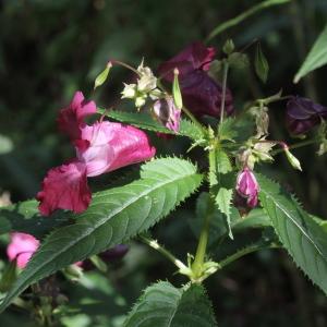 Photographie n°271366 du taxon Impatiens glandulifera Royle