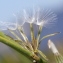  Marie  Portas - Chondrilla juncea L.