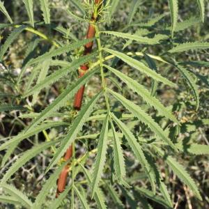 Photographie n°271413 du taxon Tagetes minuta L. [1753]