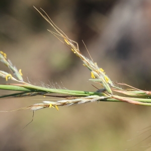  - Andropogon hirtus L.