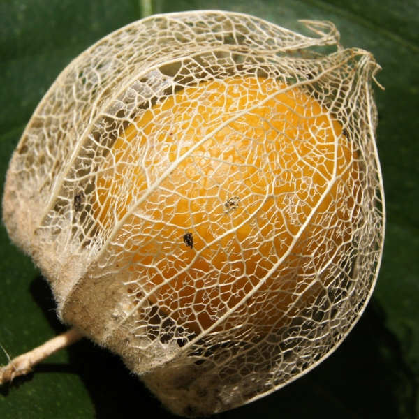 Physalis peruviana L. [nn49153] par liliane Pessotto le 19/09/2014 - Saint-Antonin-Noble-Val