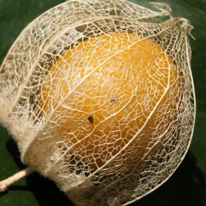 Physalis peruviana L. [nn49153] par liliane Pessotto le 19/09/2014 - Saint-Antonin-Noble-Val