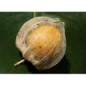 physalis-peruviana-st-antonin-19-09-2014.jpg