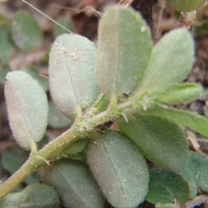 Photographie n°271454 du taxon Euphorbia chamaesyce subsp. chamaesyce