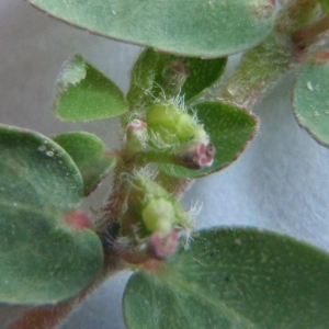  - Euphorbia chamaesyce subsp. chamaesyce