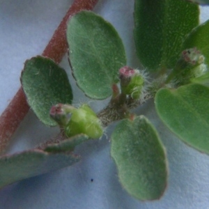  - Euphorbia chamaesyce subsp. chamaesyce