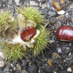 Photographie n°271491 du taxon Castanea sativa Mill. [1768]