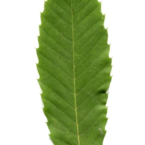 Photographie n°271494 du taxon Castanea sativa Mill. [1768]