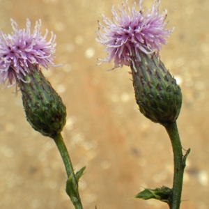 Photographie n°271496 du taxon Cirsium arvense (L.) Scop. [1772]