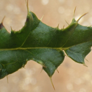 Photographie n°271498 du taxon Cirsium arvense (L.) Scop. [1772]