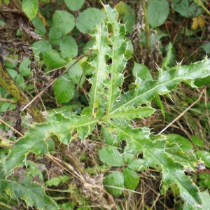Photographie n°271502 du taxon Cirsium arvense (L.) Scop. [1772]
