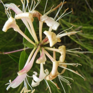  - Lonicera periclymenum L. [1753]