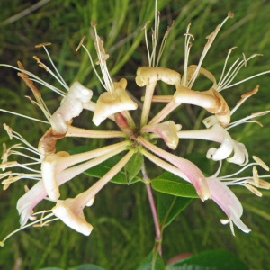Photographie n°271505 du taxon Lonicera periclymenum L. [1753]