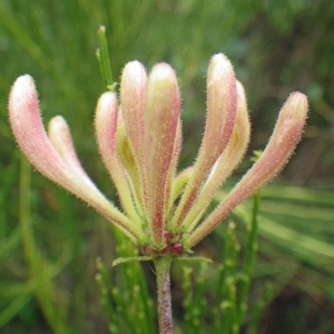 Photographie n°271507 du taxon Lonicera periclymenum L. [1753]