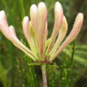 Photographie n°271508 du taxon Lonicera periclymenum L. [1753]