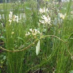 Photographie n°271511 du taxon Lonicera periclymenum L. [1753]