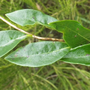 Photographie n°271512 du taxon Lonicera periclymenum L. [1753]