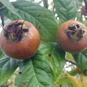  - Mespilus germanica L. [1753]