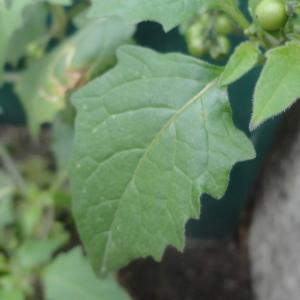 Photographie n°271550 du taxon Solanum L.