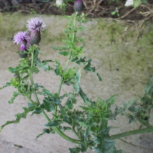 Photographie n°271569 du taxon Cirsium arvense (L.) Scop. [1772]