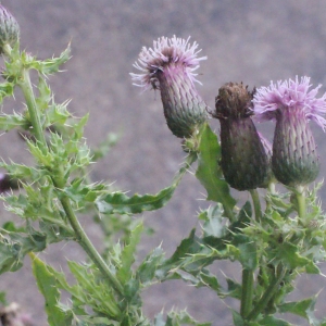 Photographie n°271571 du taxon Cirsium arvense (L.) Scop. [1772]