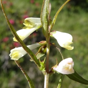 Photographie n°271611 du taxon Melampyrum pratense L. [1753]