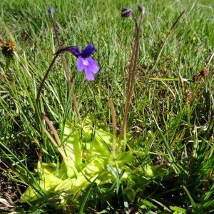 Pinguicula ×scullyi Druce (Grassette)