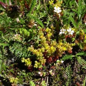 Photographie n°271620 du taxon Sedum alpestre Vill. [1779]