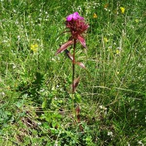 Photographie n°271623 du taxon Dianthus barbatus subsp. barbatus