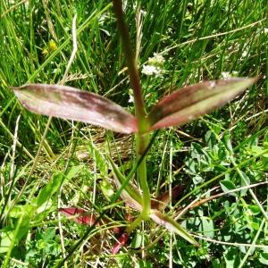 Photographie n°271626 du taxon Dianthus barbatus subsp. barbatus