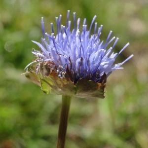 Photographie n°271633 du taxon Jasione montana subsp. montana