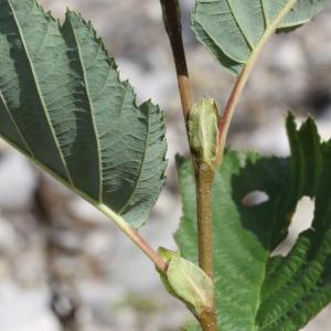 Photographie n°271691 du taxon Alnus incana (L.) Moench