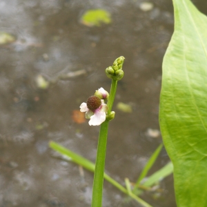 Photographie n°271693 du taxon Sagittaria L. [1753]