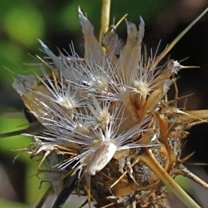 Photographie n°271697 du taxon Centaurea solstitialis L.