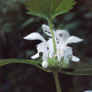 Photographie n°271702 du taxon Lamium album L.