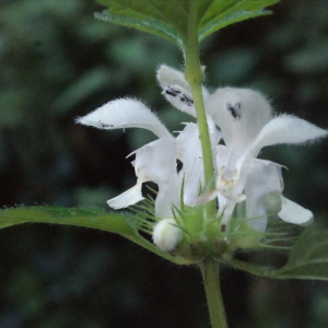 Photographie n°271703 du taxon Lamium album L.