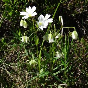 Photographie n°271732 du taxon Stellaria holostea var. holostea