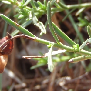 Photographie n°271755 du taxon Fumana procumbens (Dunal) Gren. & Godr. [1847]