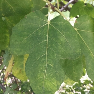 Photographie n°271793 du taxon Ficus carica L. [1753]