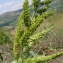  Jean-Claude Calais - Echinochloa crus-galli (L.) P.Beauv.